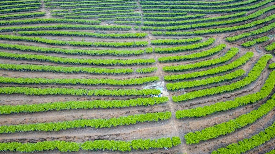 告庄西双景游玩多长时间,告庄西双景值得去吗