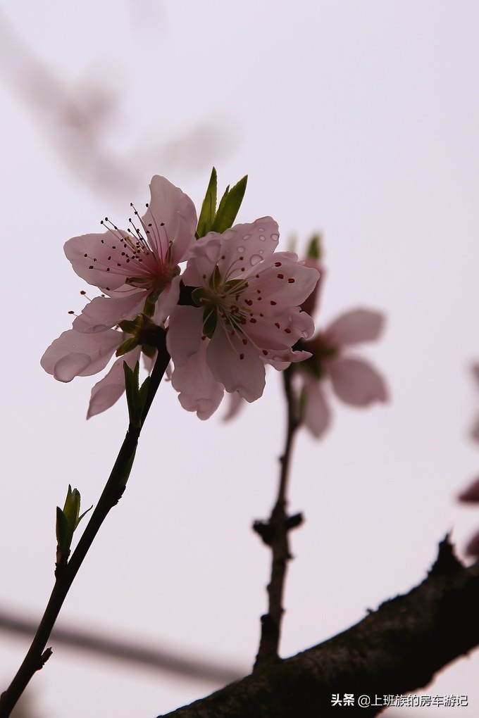 周末微旅行：秦望山麓访名校，白沙堤岸醉桃柳（第二季）