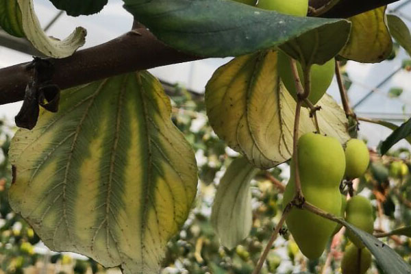 青枣叶片黄点图片,青枣叶片黄化怎么补救