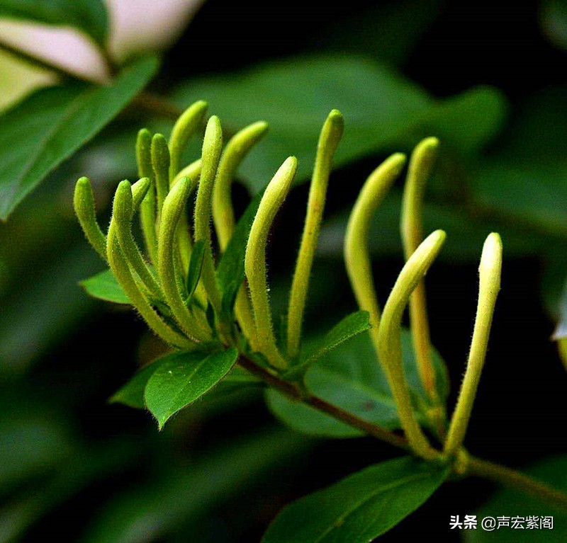 金银花的故事传说,关于中药材金银花的故事简短