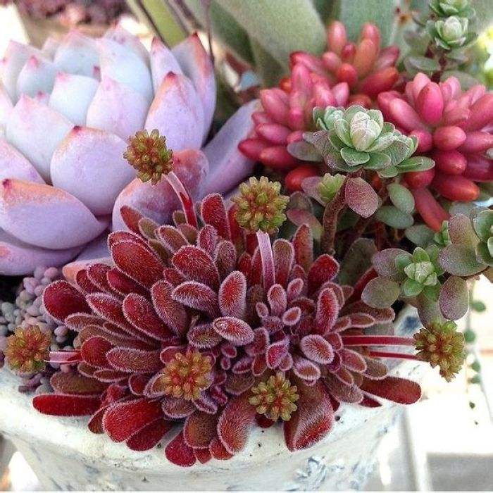 各种盆栽花卉养法,十种常见的绿植养护方法