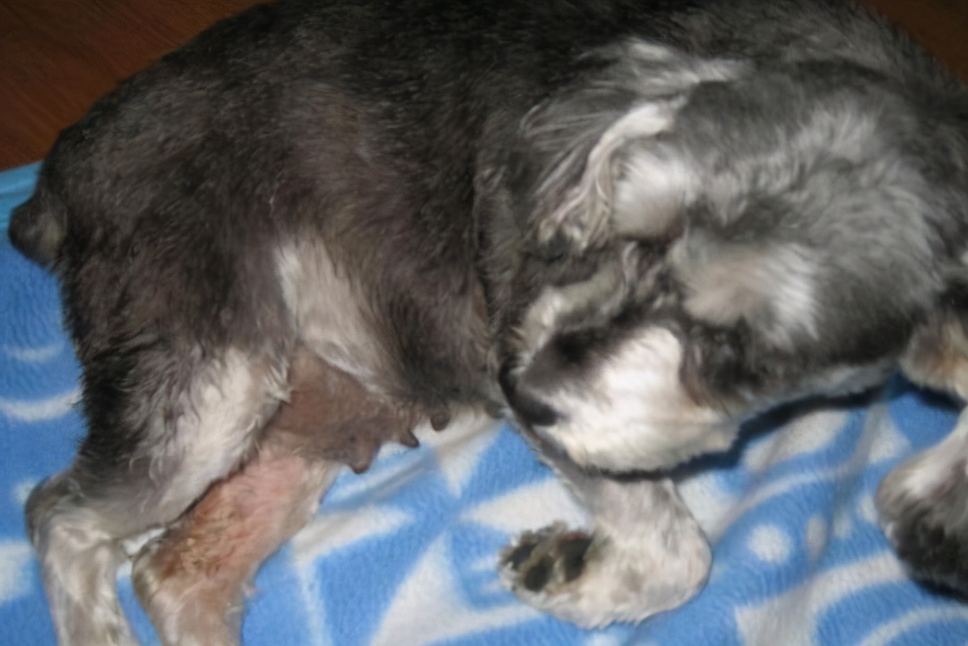 狗狗怀孕60天了还有褐色分泌物,狗狗怀孕45天怎么可以摸到狗宝宝