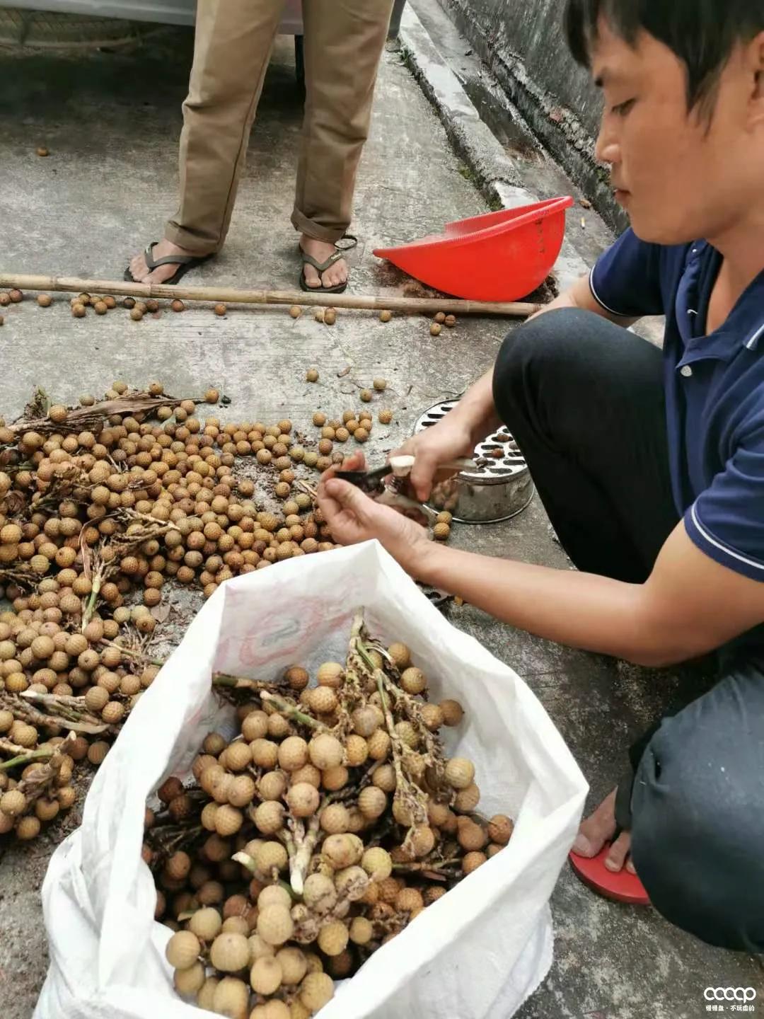 星月五指山料和毛感料区别,海南毛感星月介绍