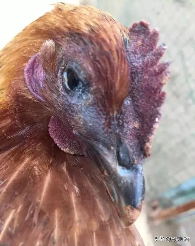鸡的眼睛肿了是怎么回事呢,大鸡肿眼睛是什么原因