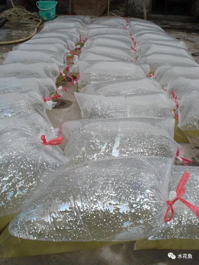 怎样提高鲫鱼水花下塘成活率,水花鱼苗下塘怎么处理