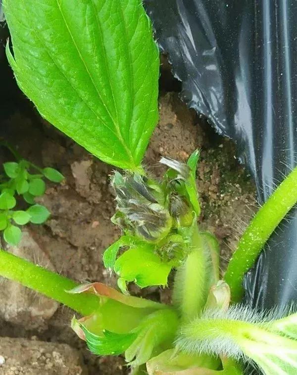 草莓叶子发黄边缘干枯补救方法,草莓心叶子萎蔫怎么办