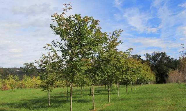 苗木分级标准1999,主要造林树种苗木质量分级标准