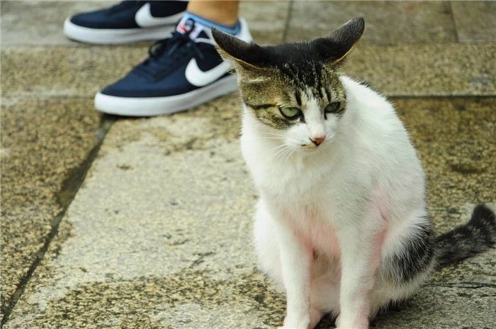 流浪猫的日常生活,流浪猫生活