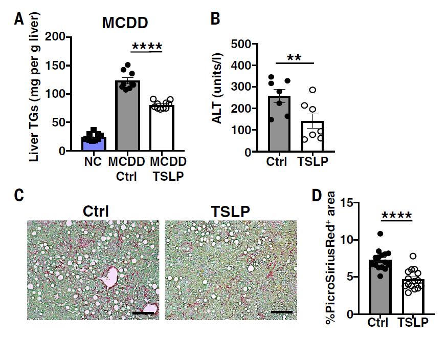 缁嗚優鍥犲瓙鍑忚偉,缁嗚優鍥犲瓙鑳藉噺鑲ュ悧