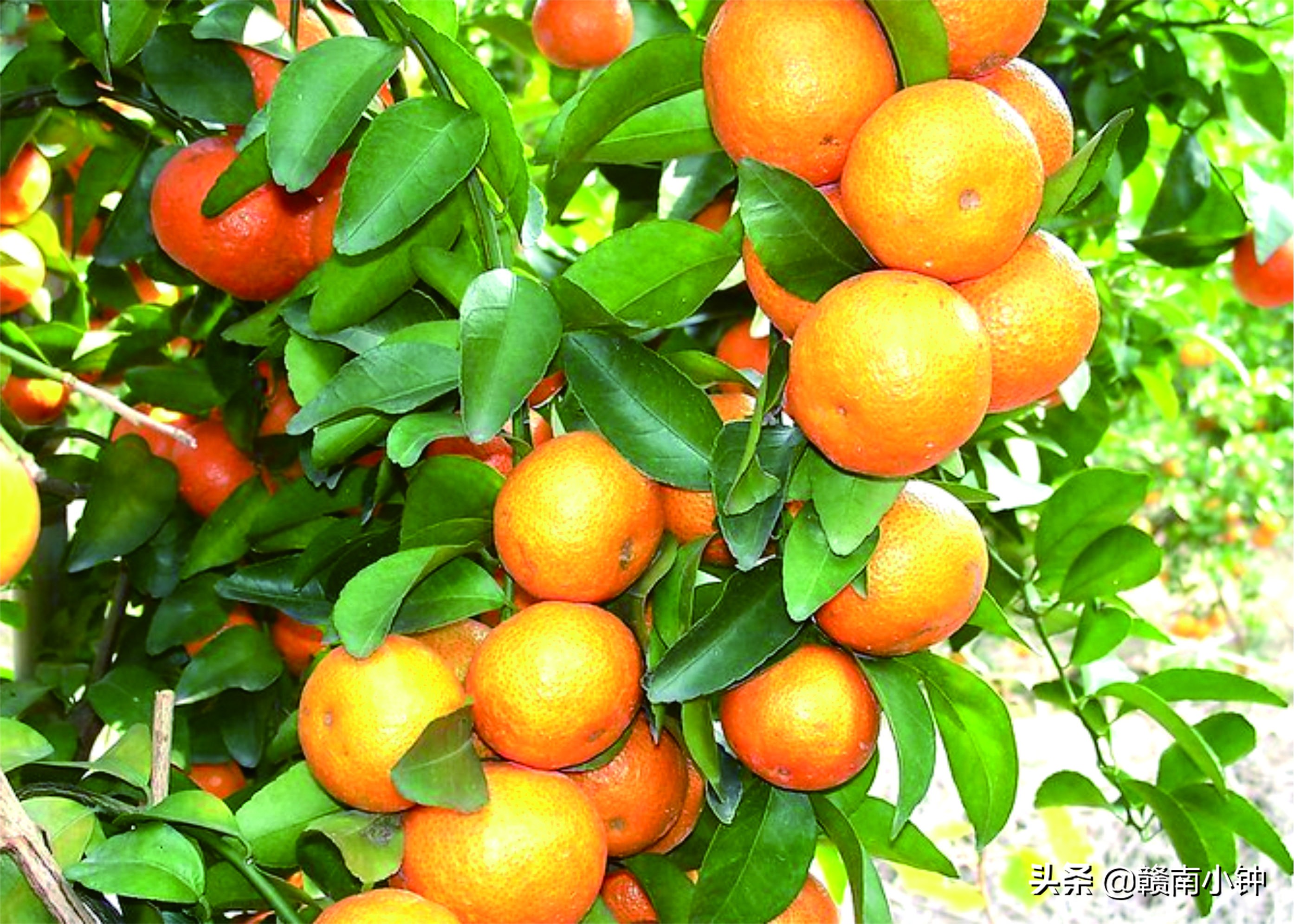 沙糖桔要多少钱一斤才保本,新发地沙糖桔批发市场今日价格