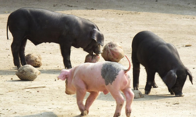 猪便秘怎么引起的,猪便秘怎么办解决方法
