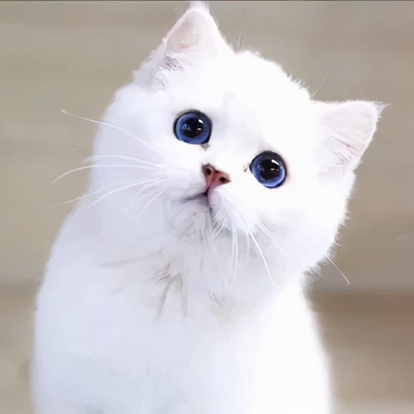 养猫咪哪种猫最好养并且粘人,新手养猫最好要选择这三种猫咪