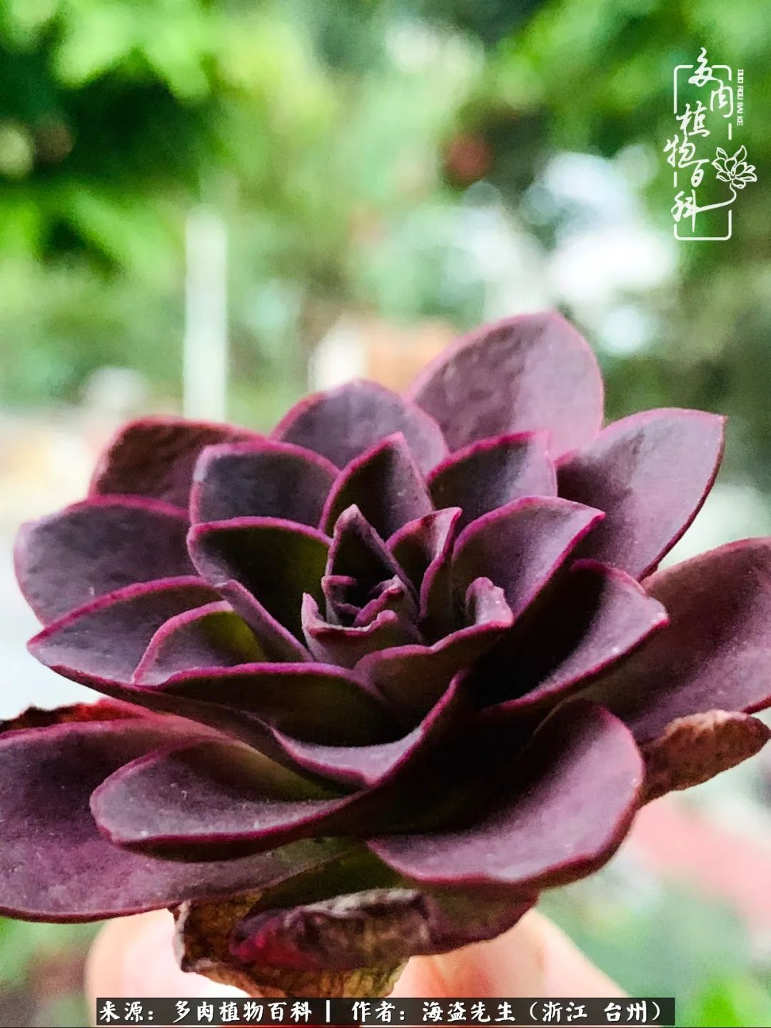 山地玫瑰养护顺口溜,山地玫瑰的养护种植注意事项视频