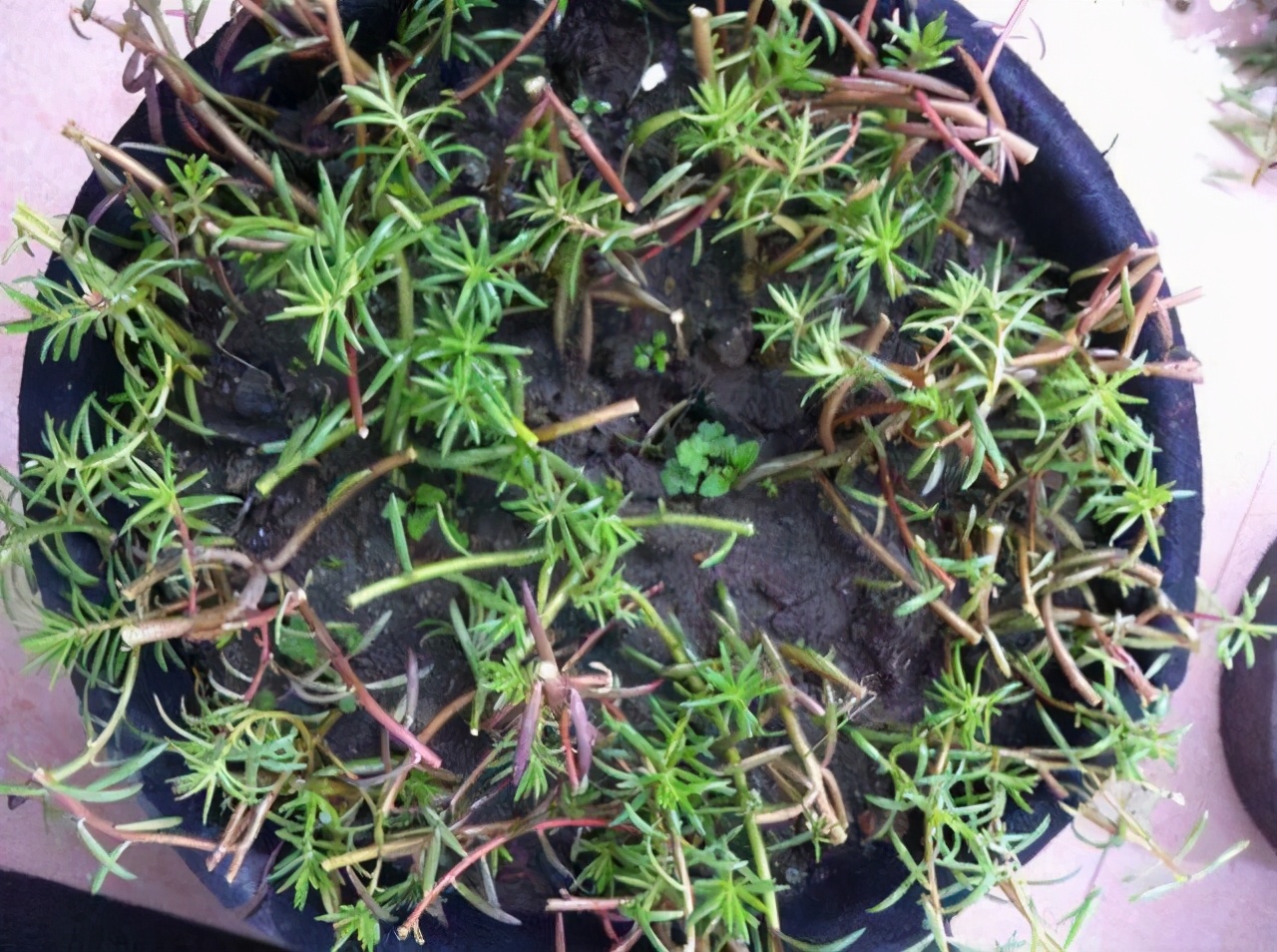 扦插的落地生根多少天可以生根,扦插新手