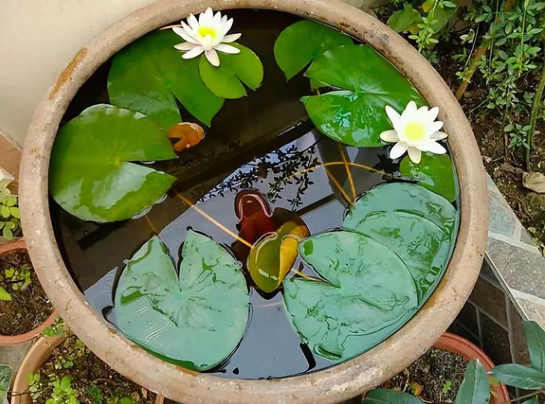 睡莲从种子开始养怎么养最好,睡莲种子怎么养才能开花