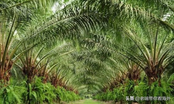 那些你不知道的关于“马币”背后的故事