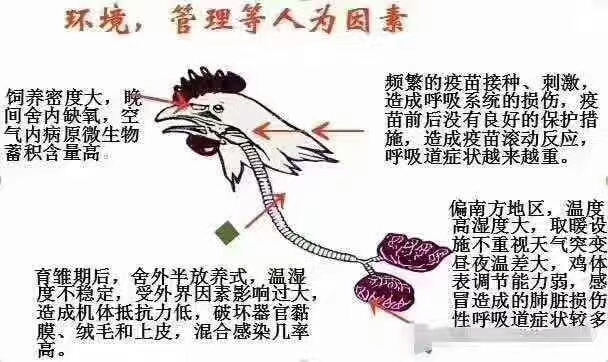 鸡的头部特征,鸡头部