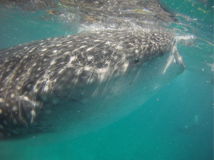 菲律宾自由行旅游攻略地图,菲律宾10天深度游