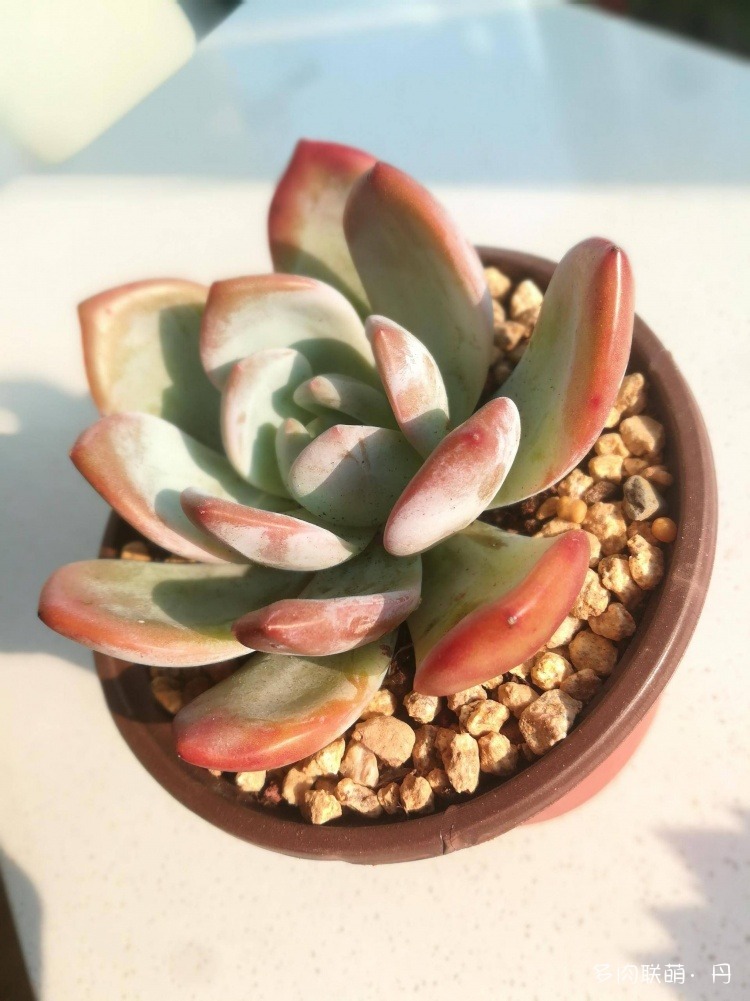 多肉长大了越来越好看,服盆期多肉变小