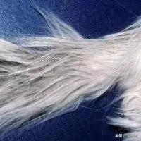 猫咪也有汗臭味儿吗？爱闻人类出汗的腋下又是为什么？