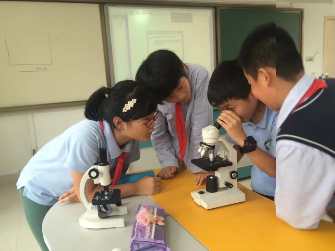 南京市金陵小学简介,南京市金陵小学多少个班