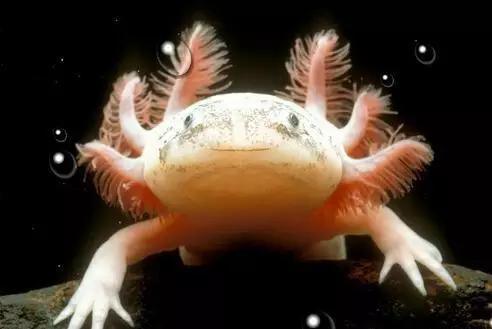 六角龙鱼相似的鱼,奇特花纹观赏鱼图片