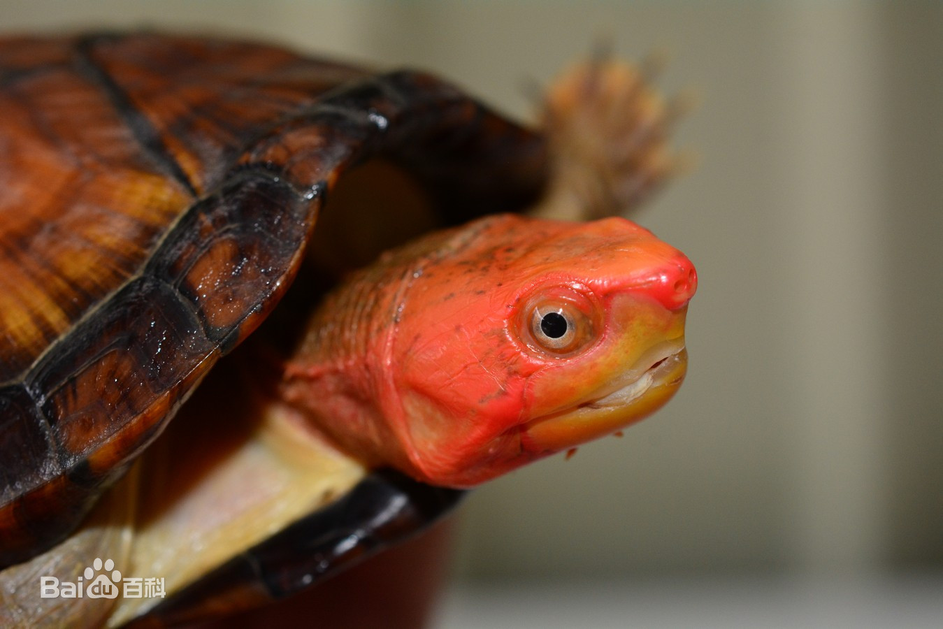 宠物龟忍者怎样饲养,东北饲养宠物龟品种