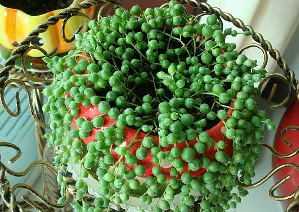 栀子吊兰绿萝浇水,绿萝和吊兰用什么浇水最好