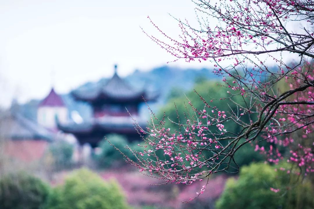 江南三大梅园,杭州江南三大梅花