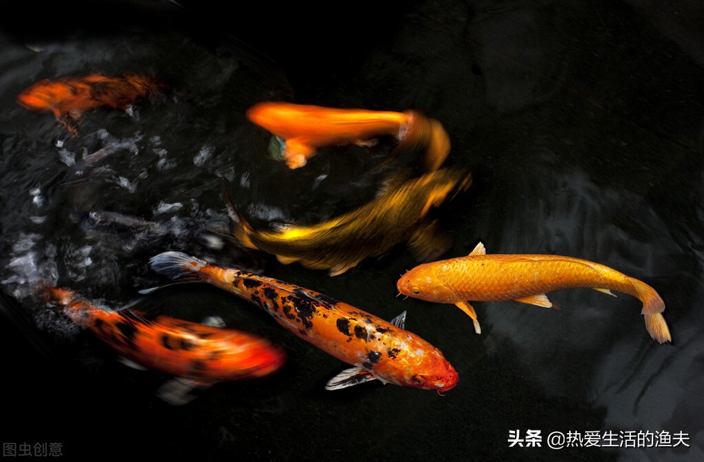 锦鲤不爱游动呆滞怎么回事,锦鲤不活跃不爱吃食是什么情况