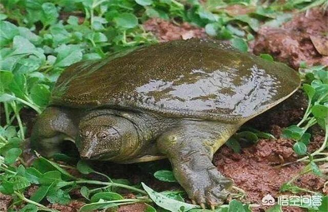 养甲鱼鱼缸水要放多少,甲鱼苗在鱼缸养的图片
