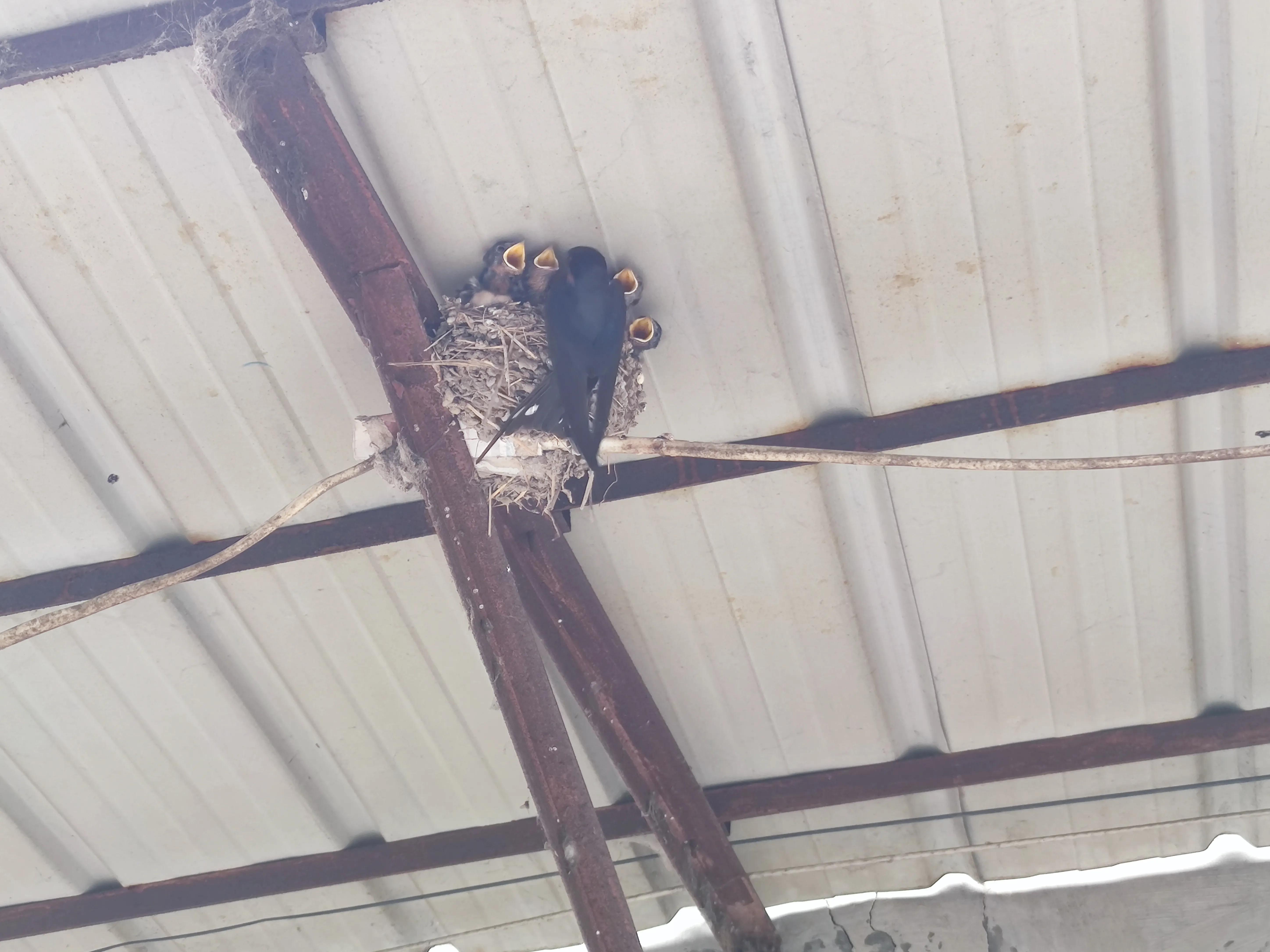 济宁南阳古镇风景区,济宁南阳古镇一日游