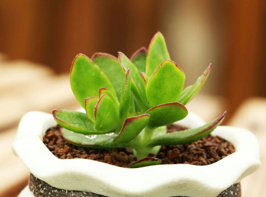 多肉火祭和天狗之舞区别,天狗之舞多肉夏天的样子