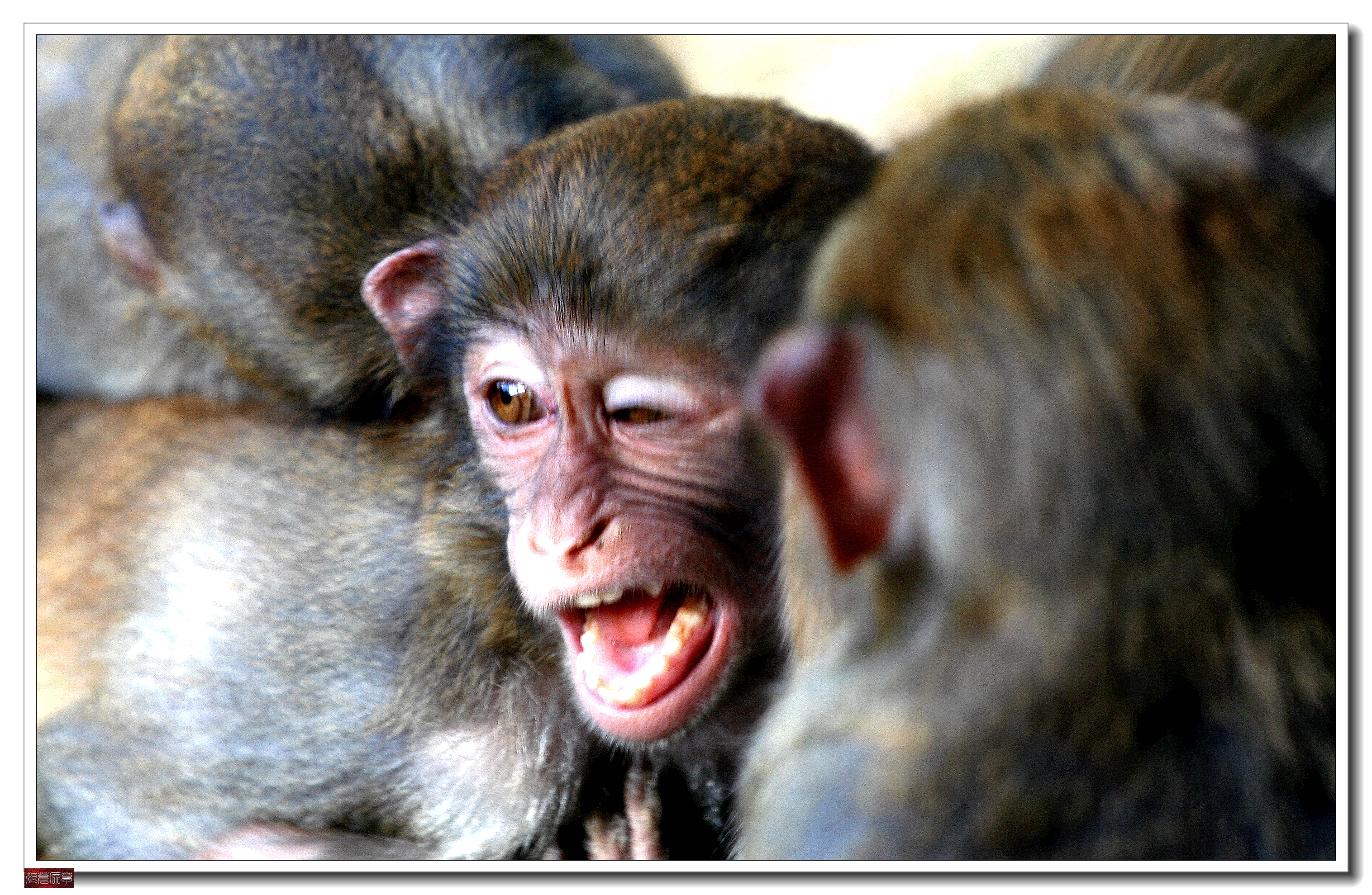 南湾猴岛猕猴王国,猕猴乐园南湾猴岛