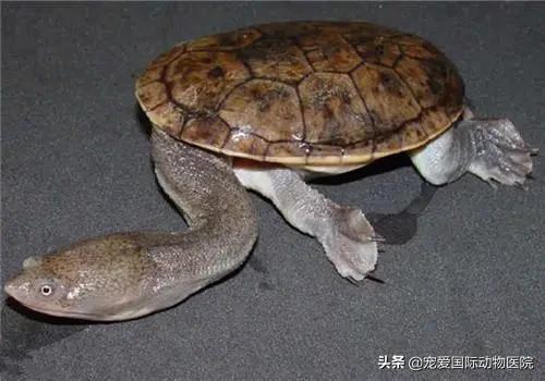 如何分辨乌龟生病,乌龟生病怎么看