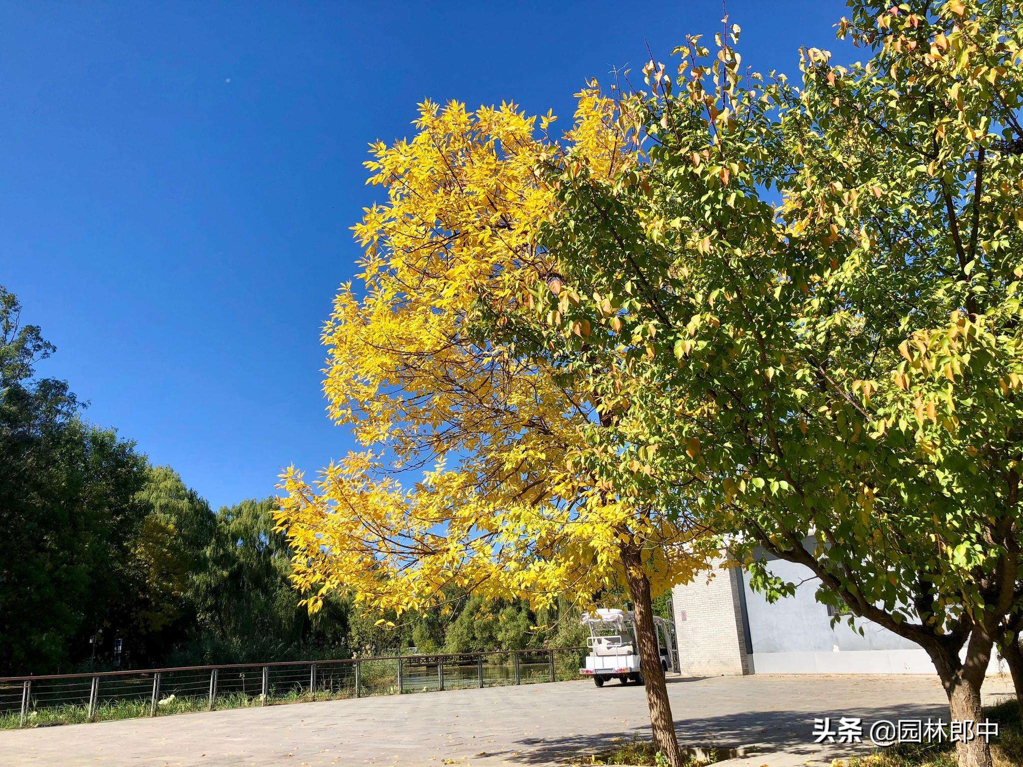 白蜡树秋季,白蜡观赏期