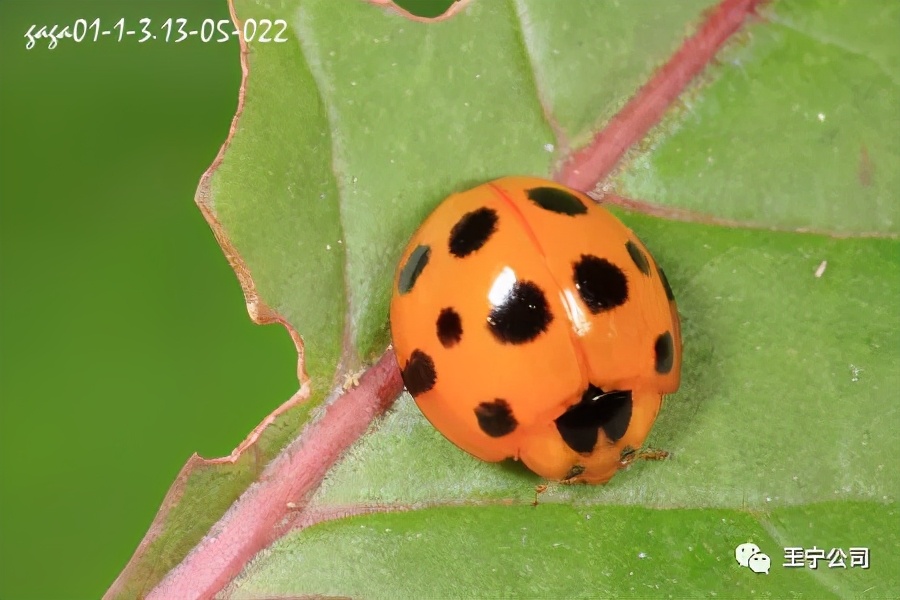 夏播玉米虫害图片大全,玉米虫害图谱高清大图