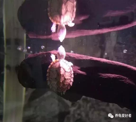 绿水养龟咬尾怎么办,大龟跟小龟怎么防止咬尾