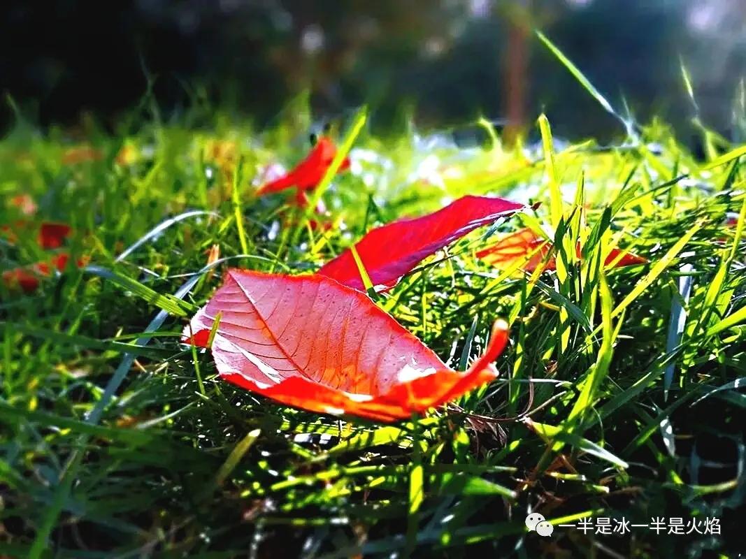 随笔冬日阳光,随笔冬日午后的阳光