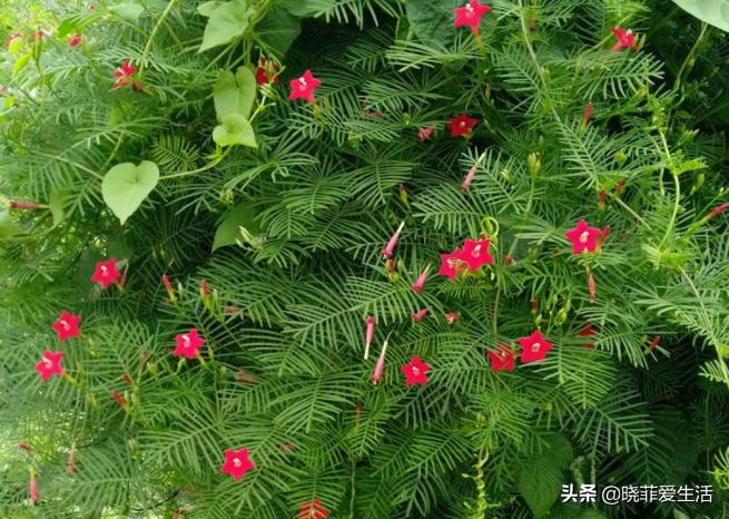 爬墙种植物大全,爬墙类绿植家种