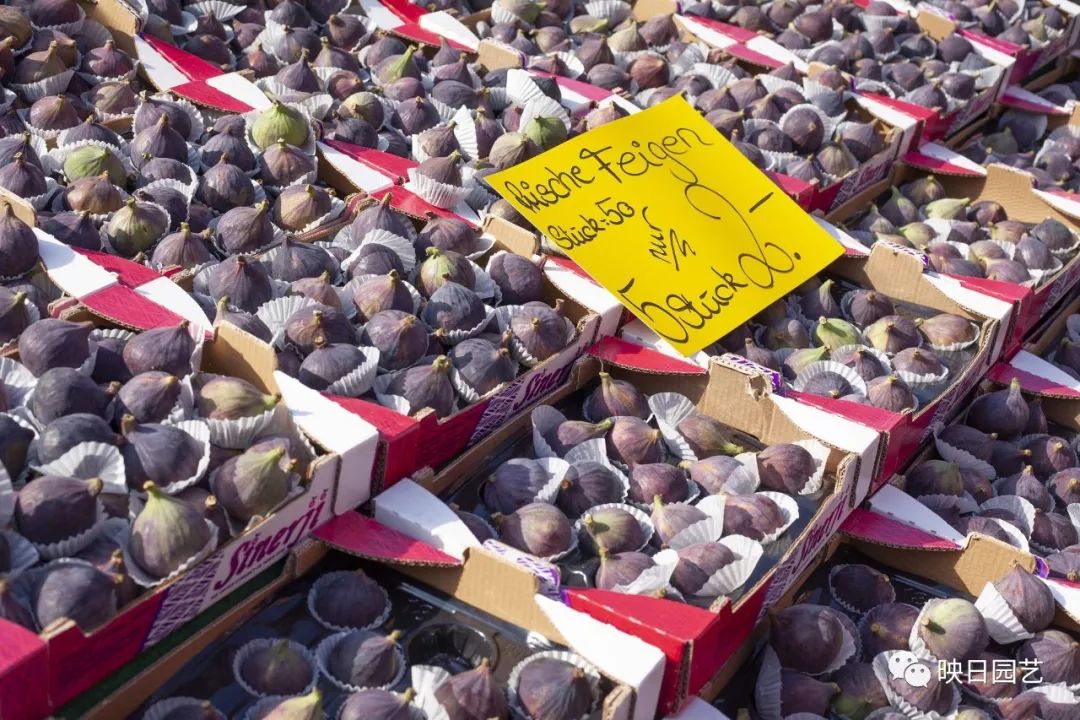 法国和德国在欧盟的地位,法国跟德国有多近