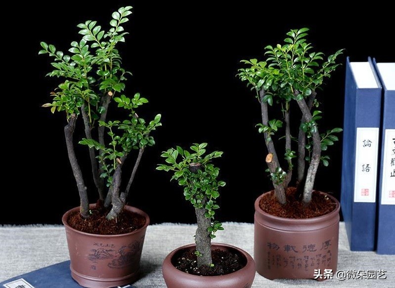 小叶紫檀盆栽的养护方法,小叶紫檀盆栽怎么养得好