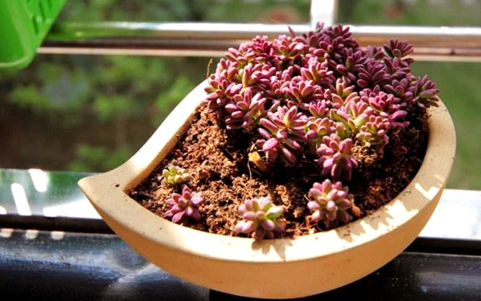 紫米粒多肉开花,紫米粒多肉怎么移盘