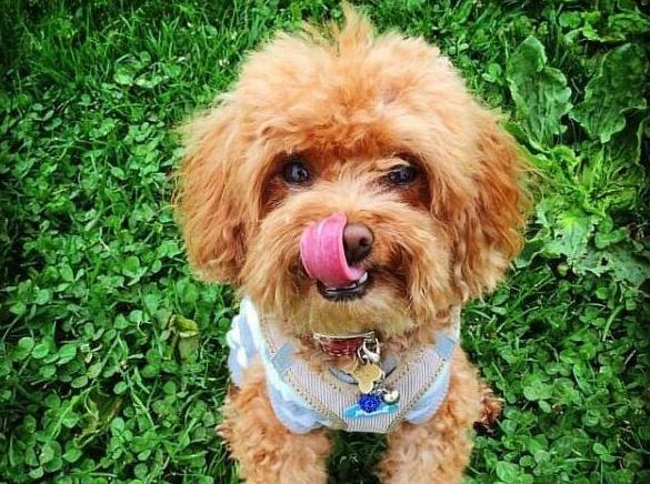 泰迪犬为啥那么讨人厌,泰迪犬为什么会爱咬人