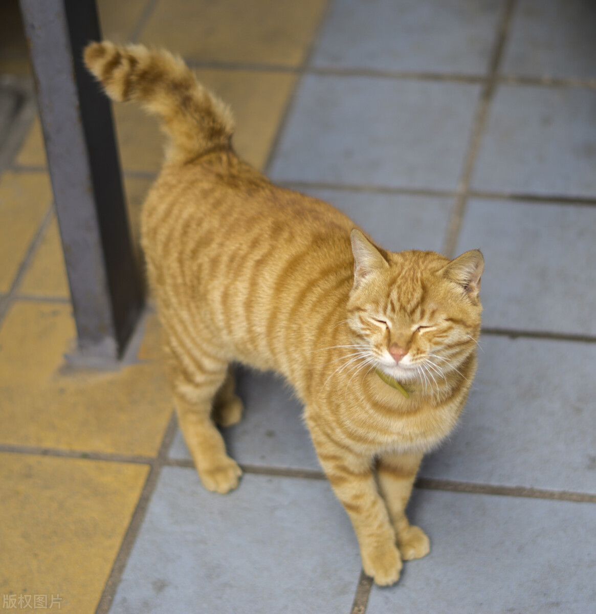 适合新手宠物猫,宠物猫新手哪种好养