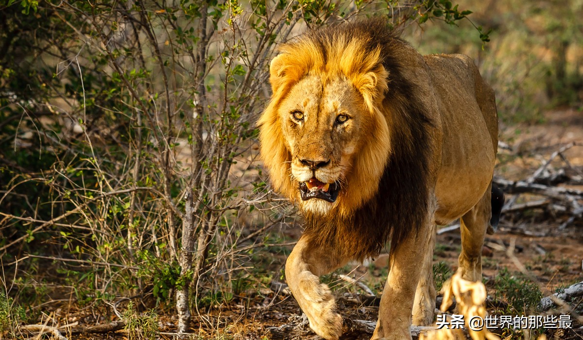 老虎比雄狮厉害但是还是会退让,最凶猛的老虎对最凶猛的雄狮对决