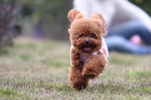 贵宾犬的寿命有多长,贵宾犬的寿命一般多少