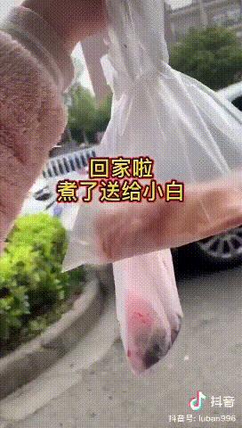 有哪些猫咪在直播,抖音直播出现的猫咪