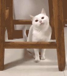 明明是已经绝育的公猫,明明绝育了猫咪为什么还叫