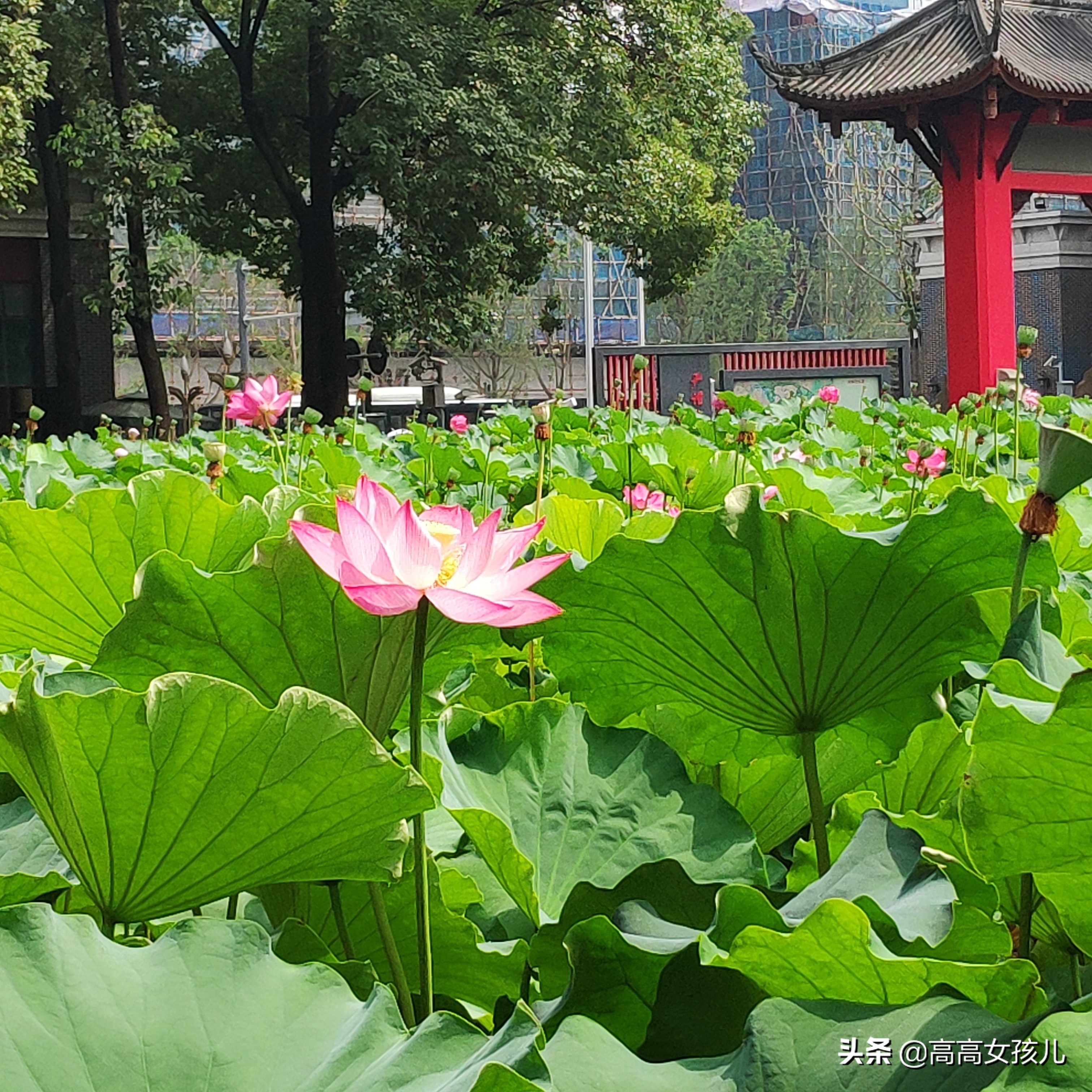 四川保研夏令营,我的保研之路全集